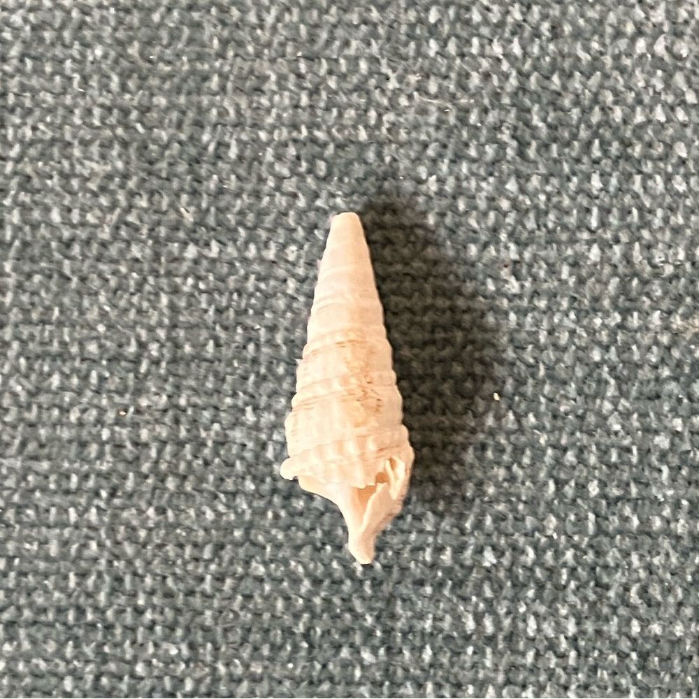 Small Shell